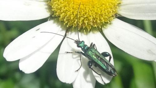 Oedemera nobilis